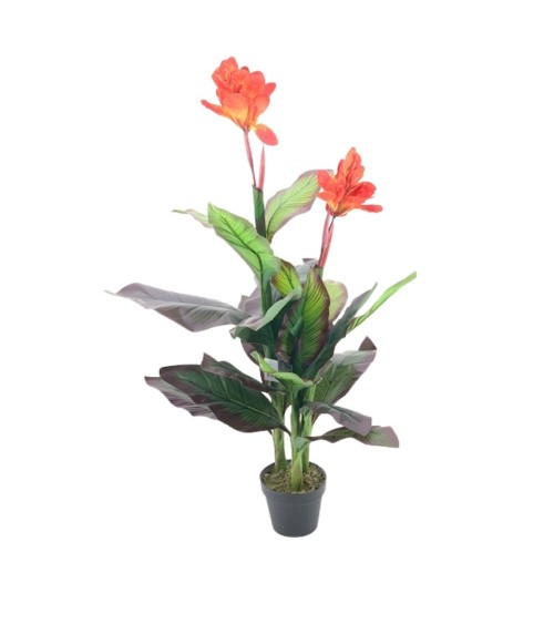 Pianta ornamentale Canna Lily con fiori arancio in vaso 115 cm.