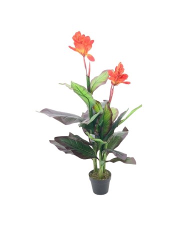 Pianta ornamentale Canna Lily con fiori arancio in vaso 115 cm.