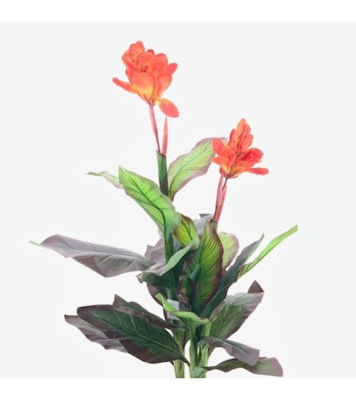Pianta ornamentale Canna Lily con fiori arancio in vaso 115 cm.