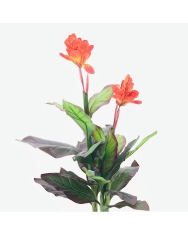 Pianta ornamentale Canna Lily con fiori arancio in vaso 115 cm.