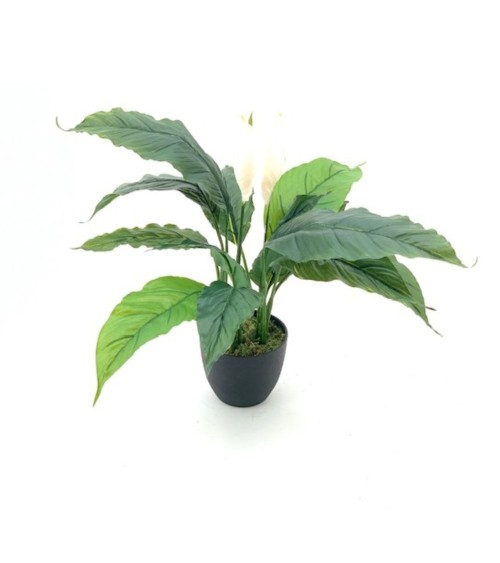 Pianta ornamentale Spathiphylium con fiori bianchi in vaso 60 cm.