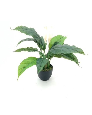 Pianta ornamentale Spathiphylium con fiori bianchi in vaso 60 cm.