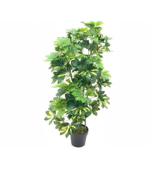 Pianta ornamentale Schefflera a foglie verdi con vaso 96 cm.