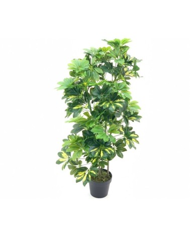 Pianta ornamentale Schefflera a foglie verdi con vaso 96 cm.