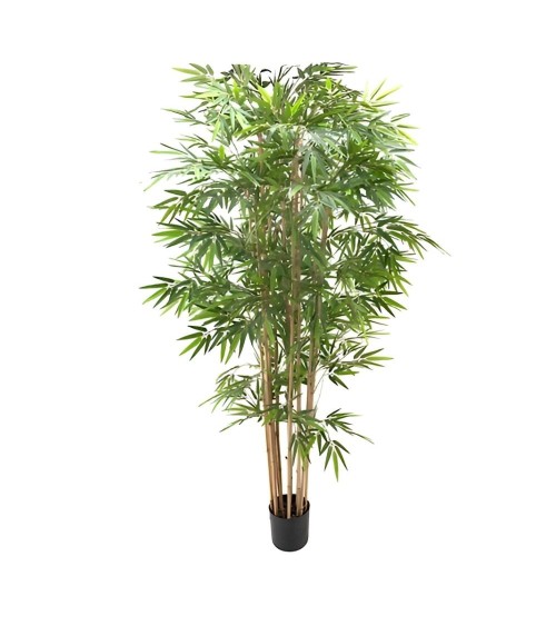Pianta di Bamboo ornamentale 230 cm. 2480 foglie