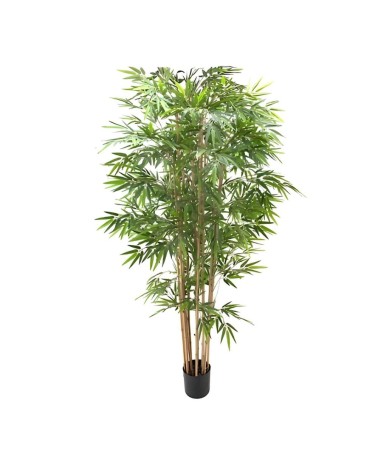 Pianta di Bamboo ornamentale 230 cm. 2480 foglie