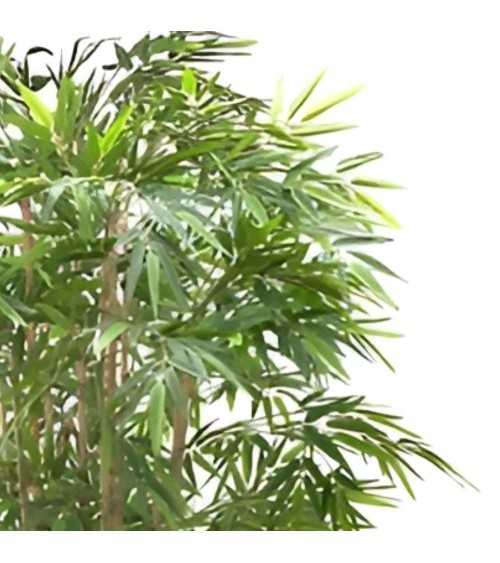 Pianta di Bamboo ornamentale 230 cm. 2480 foglie