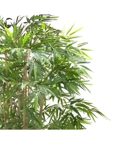Pianta di Bamboo ornamentale 230 cm. 2480 foglie