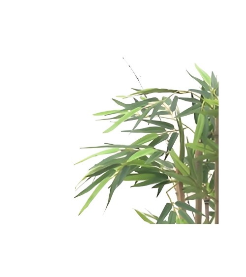 Pianta di Bamboo ornamentale 140 cm. 560 foglie