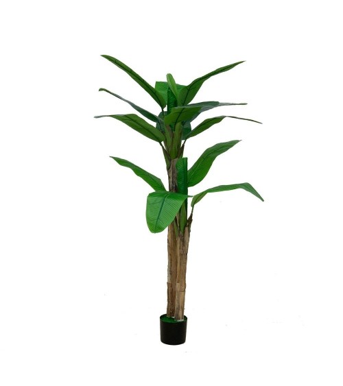 Pianta di Banano ornamentale 160 cm con vaso