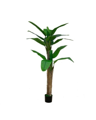 Pianta di Banano ornamentale 160 cm con vaso