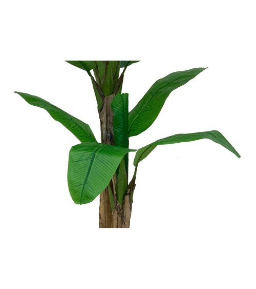 Pianta di Banano ornamentale 160 cm con vaso