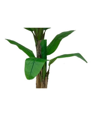 Pianta di Banano ornamentale 160 cm con vaso