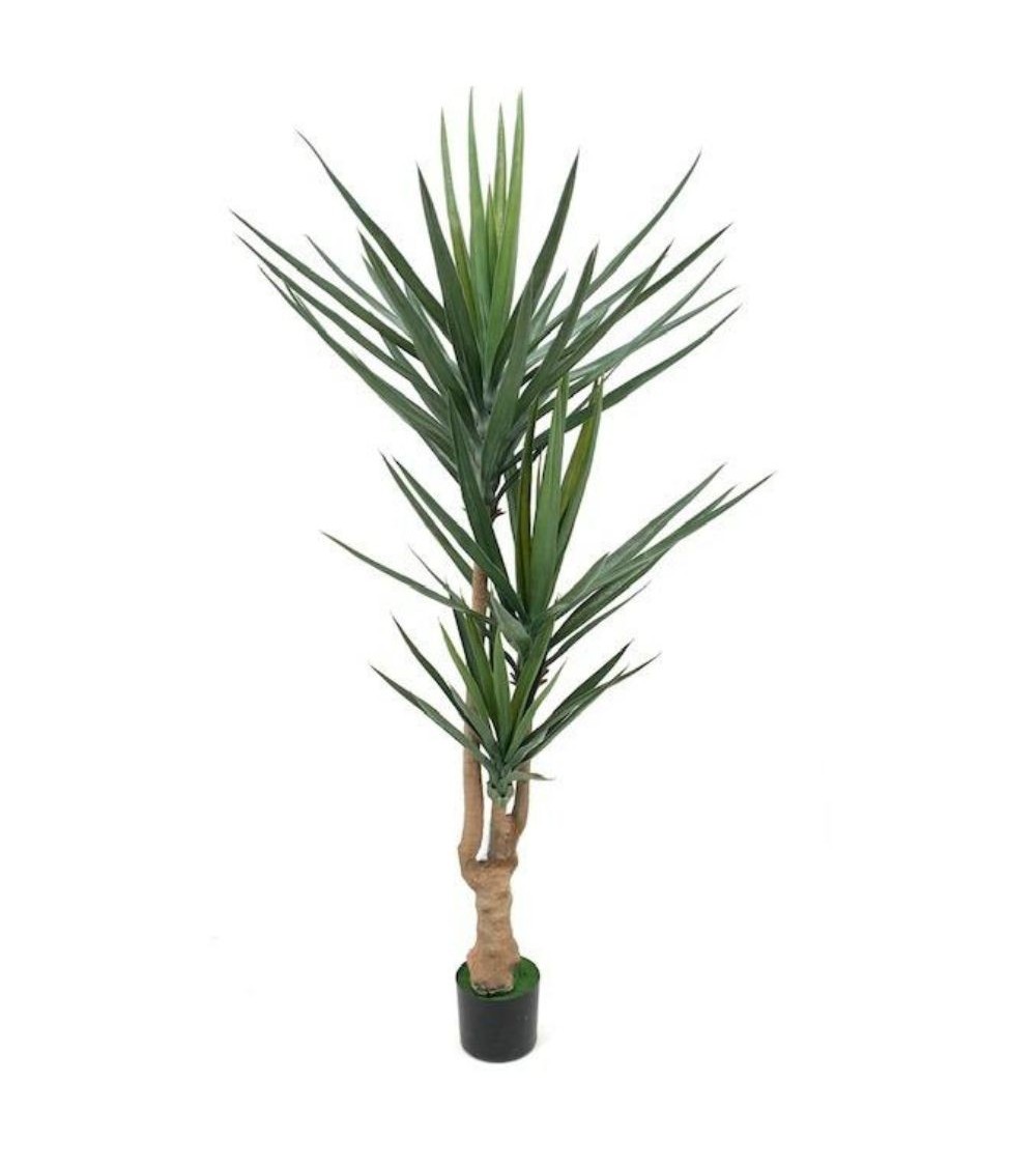 Pianta ornamentale Yucca 180 cm 79 foglie con vaso