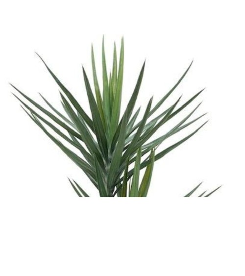 Pianta ornamentale Yucca 180 cm 79 foglie con vaso