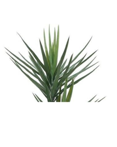 Pianta ornamentale Yucca 180 cm 79 foglie con vaso