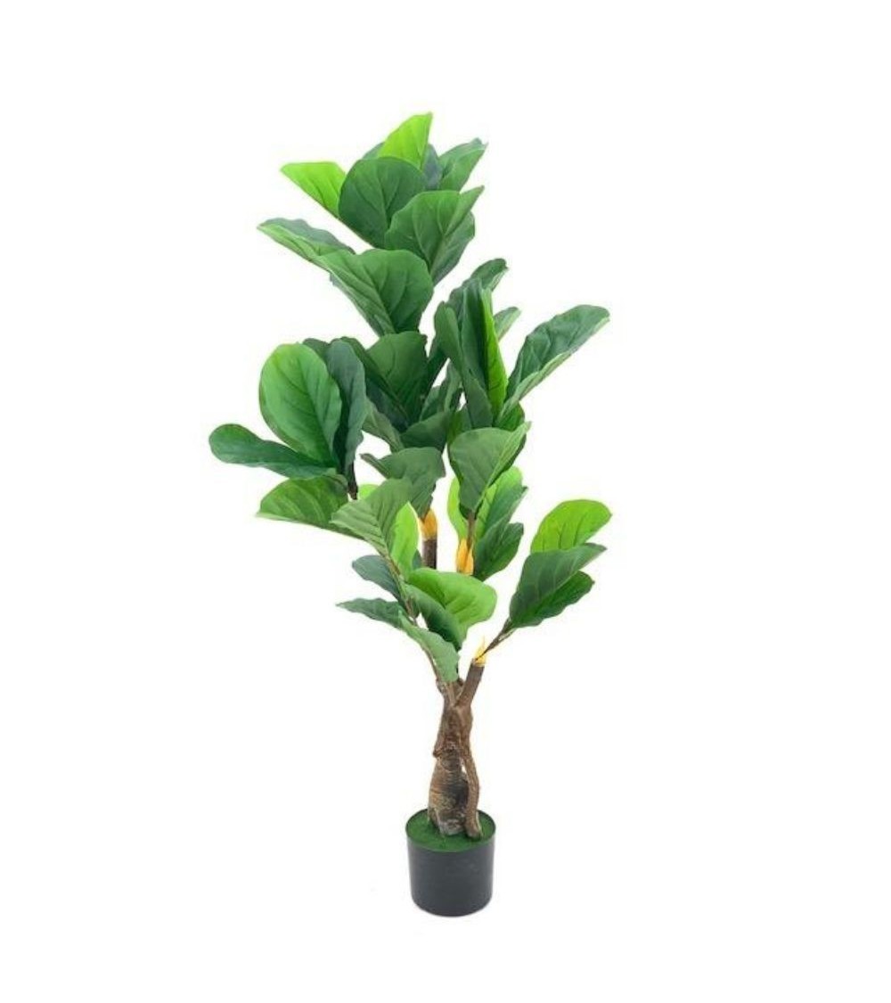 Pianta ornamentale Ficus Pandurata 125 cm. 43 foglie con vaso