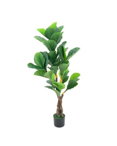 Pianta ornamentale Ficus Pandurata 125 cm. 43 foglie con vaso