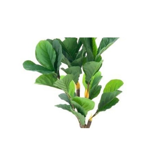 Pianta ornamentale Ficus Pandurata 125 cm. 43 foglie con vaso