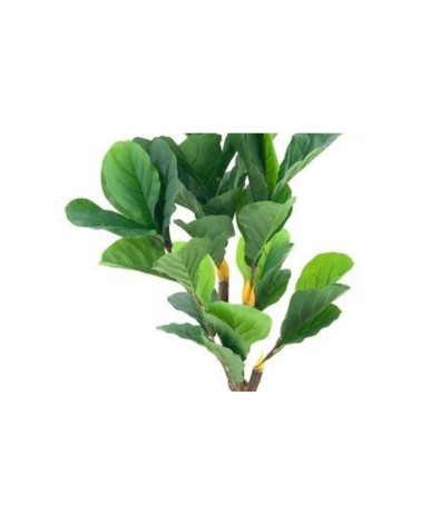 Pianta ornamentale Ficus Pandurata 125 cm. 43 foglie con vaso