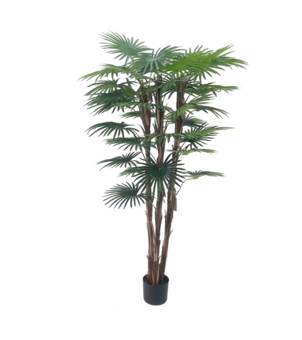 Pianta ornamentale Palma Camerux 140 cm. con vaso