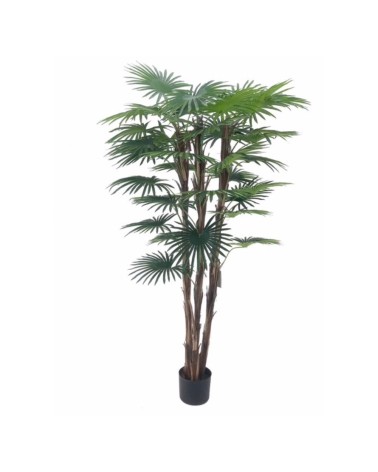 Pianta ornamentale Palma Camerux 140 cm. con vaso