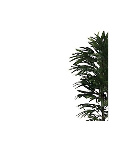 Pianta ornamentale Fan Palm 140 cm. 400 foglie con vaso