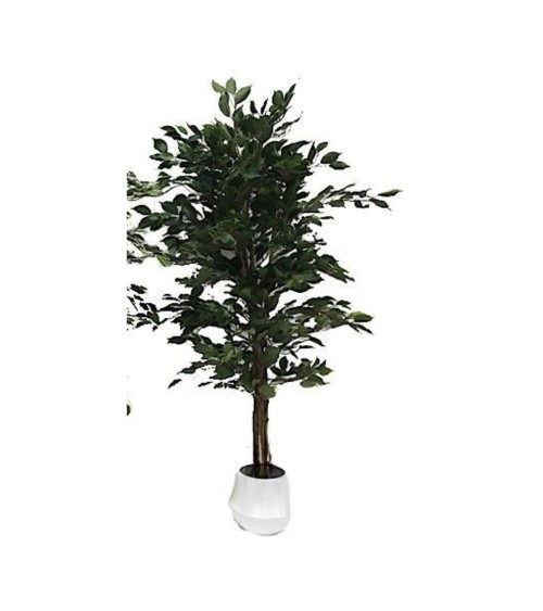 Pianta ornamentale di Ficus variegato 120 cm. 768 foglie con vaso