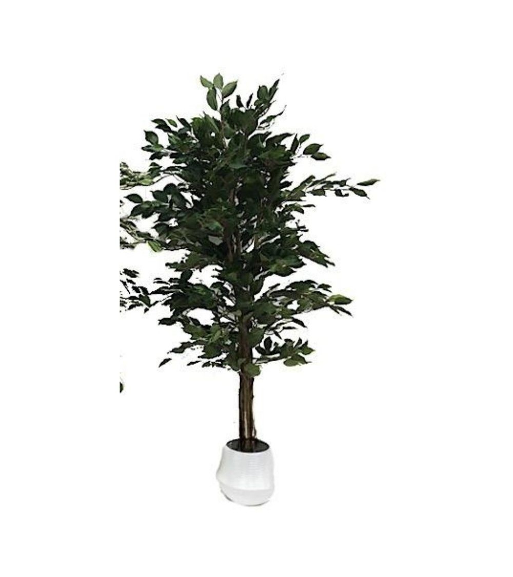 Pianta ornamentale di Ficus variegato 120 cm. 768 foglie con vaso