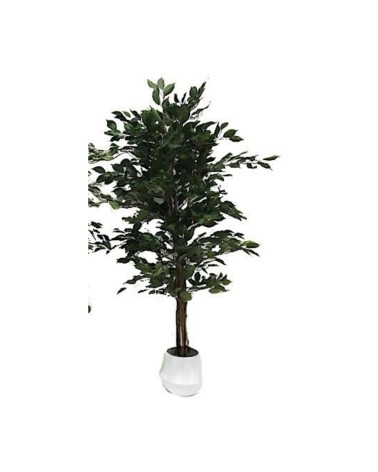 Pianta ornamentale di Ficus variegato 120 cm. 768 foglie con vaso