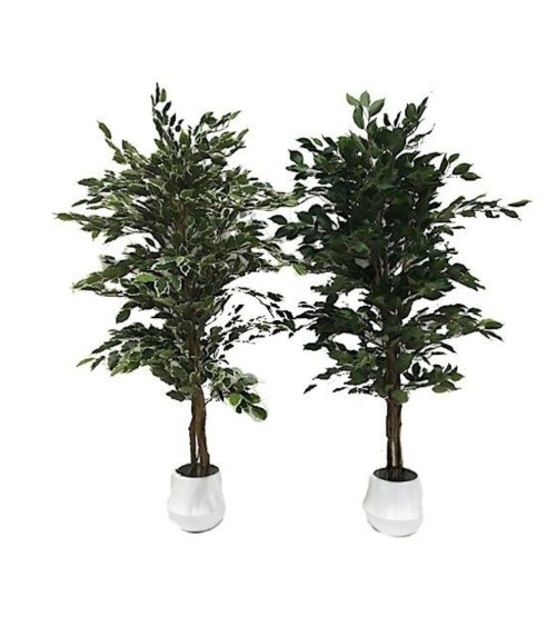 Pianta ornamentale di Ficus variegato 120 cm. 768 foglie con vaso