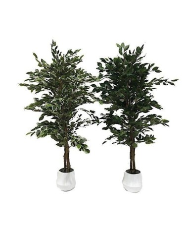 Pianta ornamentale di Ficus variegato 120 cm. 768 foglie con vaso