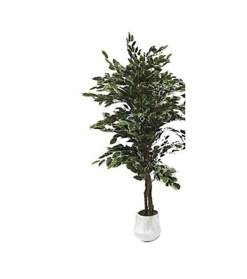 Pianta ornamentale di Ficus variegato 120 cm. 768 foglie con vaso