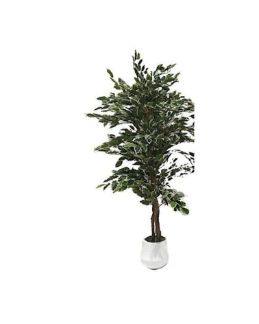 Pianta ornamentale di Ficus variegato 120 cm. 768 foglie con vaso