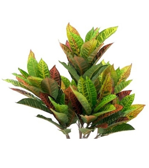 Pianta di Croton ornamentale 110 cm. 97 foglie