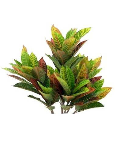 Pianta di Croton ornamentale 110 cm. 97 foglie