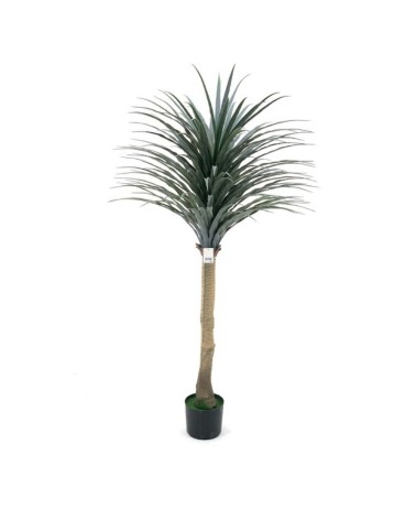 Pianta ornamentale di Dracena 150 cm con vaso