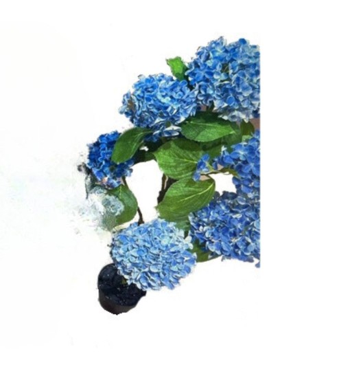 Pianta ornamentale di Ortensia in vaso 150 cm colore blu