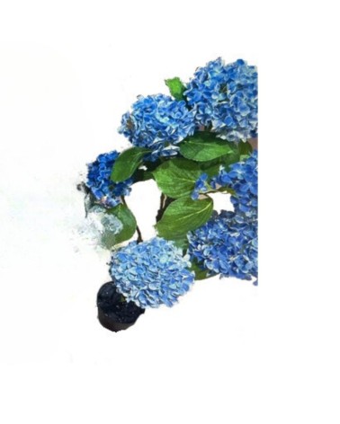 Pianta ornamentale di Ortensia in vaso 150 cm colore blu