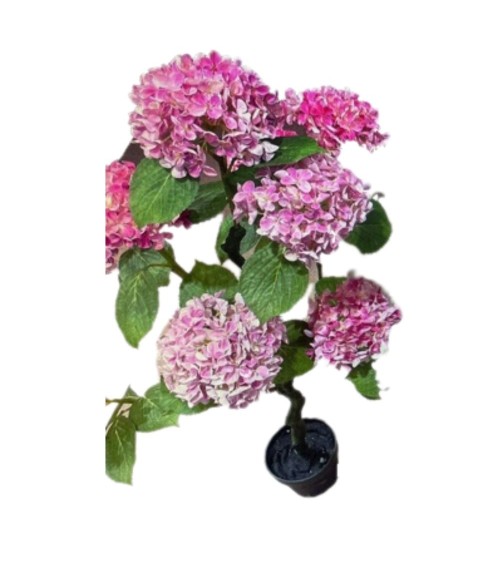 Pianta ornamentale di Ortensia in vaso 150 cm colore rosa