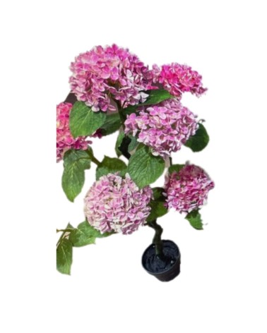 Pianta ornamentale di Ortensia in vaso 150 cm colore rosa