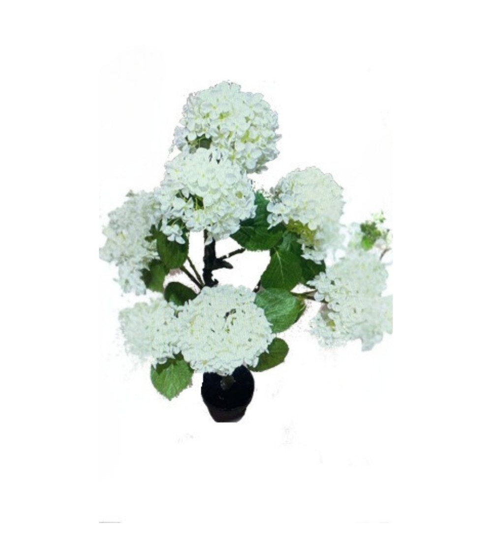 Pianta ornamentale di Ortensia in vaso 150 cm colore bianco