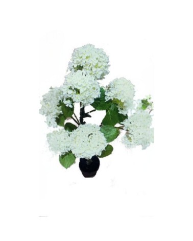 Pianta ornamentale di Ortensia in vaso 150 cm colore bianco
